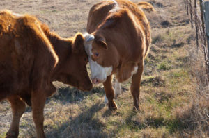 CowsHeadBumpB4-calvingWS3Fe