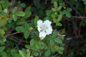 1stDewberryBlossomWS13Mar20